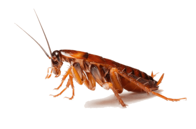 cockroaches Control Treatment in Pune
