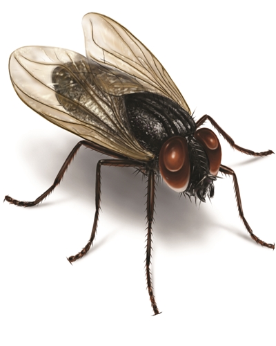 House Fly Control Treatment in Pune