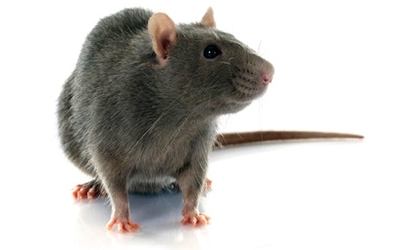 Rodent Control Treatment