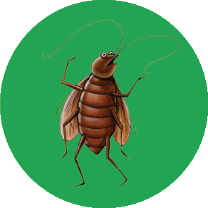 Herbal Pest Control In Aundh