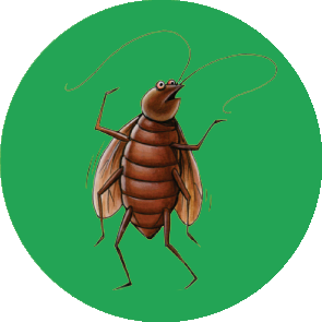 Herbal Pest Control In Kalyaninagar